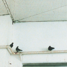 vogelschutznetze-02