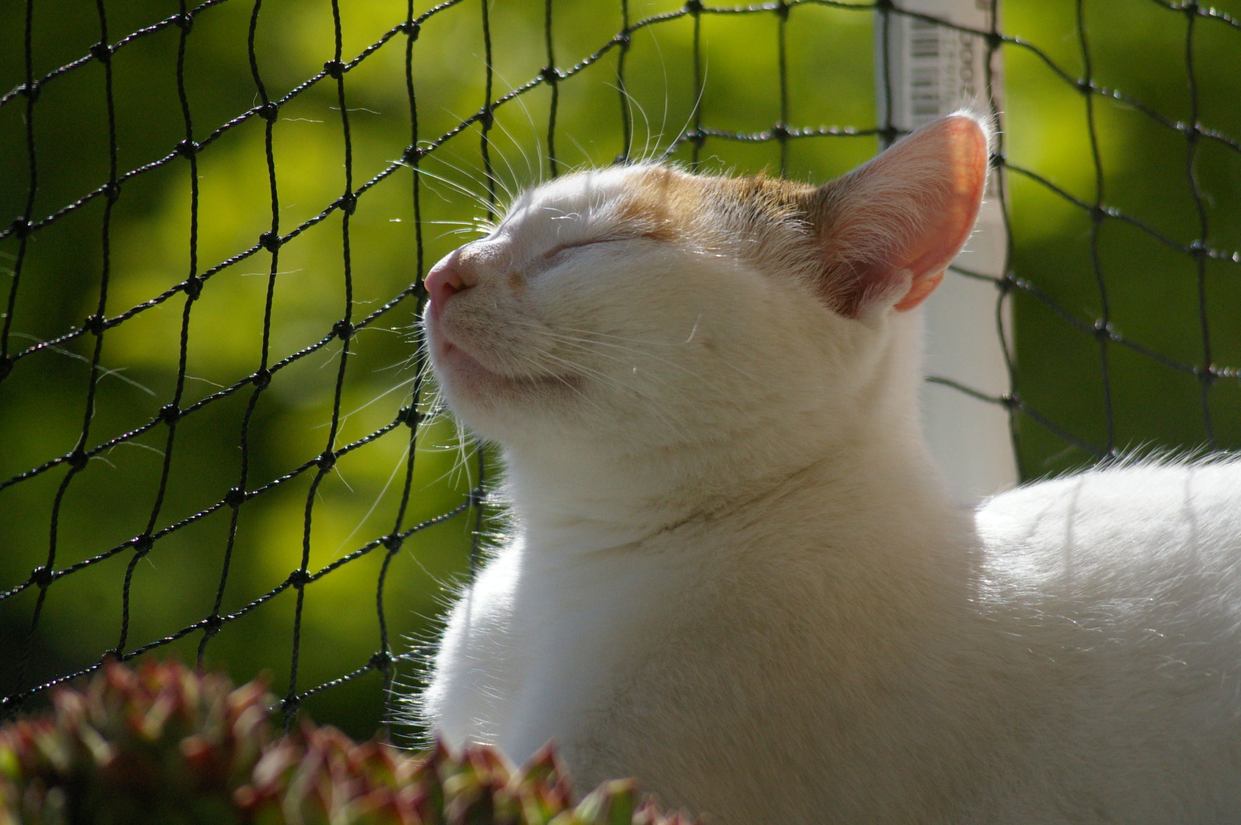 Katzennetz kaufen