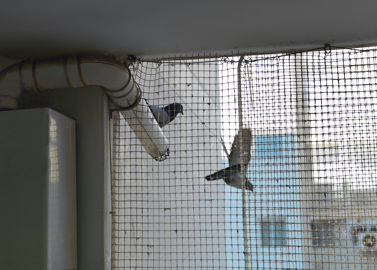 Protective net against the birds Vogelschutznetze kaufen